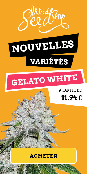 Graines Gelato White Féminisées