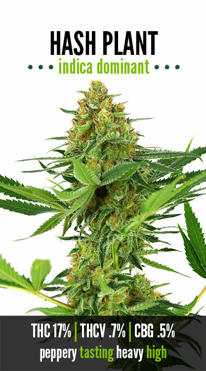 Hash Plant
