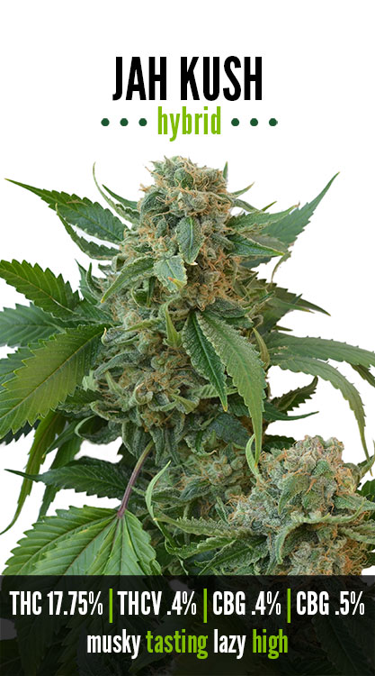 Jah Kush