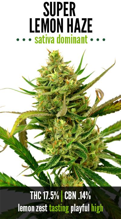 Super Lemon Haze